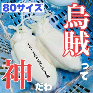 【🌼GW用🌼】愛媛 今治産 イカ  烏賊  詰め合わせ  鮮魚 お試し1キロ～(魚介)