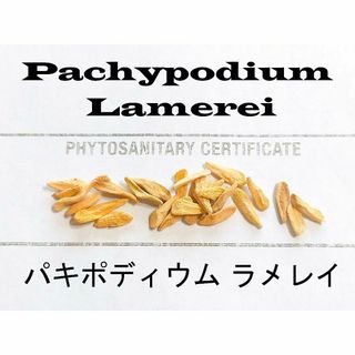 3月入荷 100粒+ パキポディウム ラメリー ラメレイ 種子 種 証明書(その他)