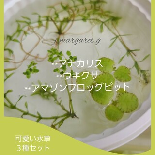 可愛い水草　３種セット(アクアリウム)