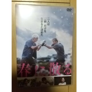 春に散る スタンダード・エディション DVD 横浜流星