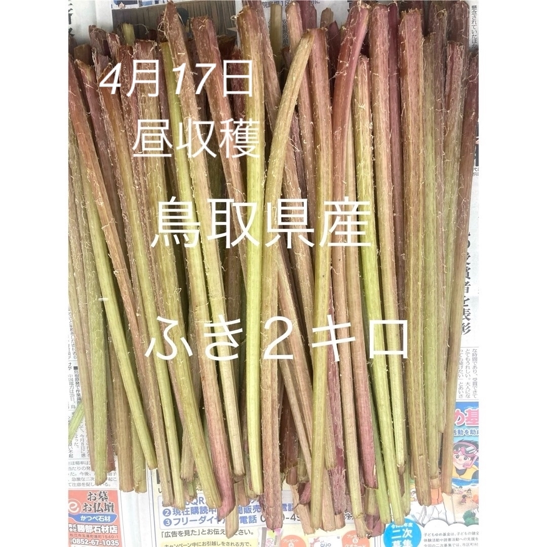 鳥取県産　ふき　２キロ 食品/飲料/酒の食品(野菜)の商品写真