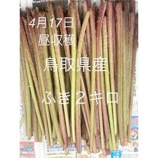 鳥取県産　ふき　２キロ(野菜)