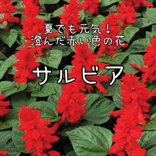 【サルビアのタネ】30粒 種子 種 花壇 夏(その他)