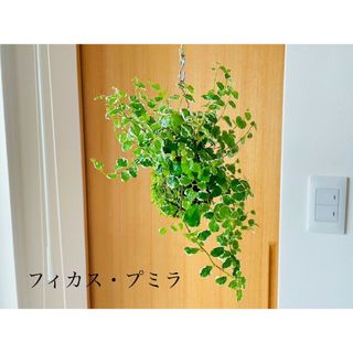 フィカスプミラの苔玉　ハンギング　観葉植物