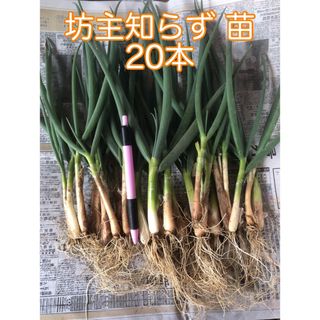 無農薬 坊主知らず ネギ苗 20本 野菜 節約家庭菜園 栽培(野菜)