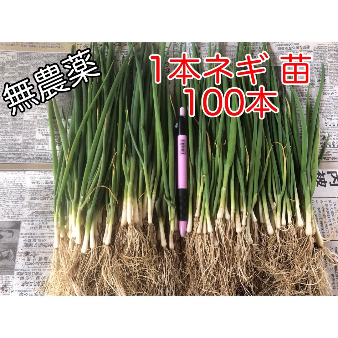 無農薬 1本ネギ 苗 100本 野菜 家庭菜園 節約 栽培 食品/飲料/酒の食品(野菜)の商品写真