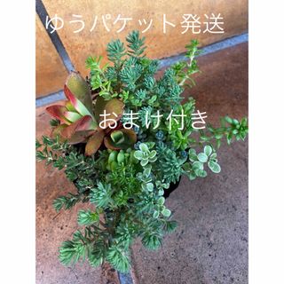 強い品種！初心者様も大丈夫！　抜き苗＋おまけ10種類　多肉植物　セダム　ゆうパ送(その他)