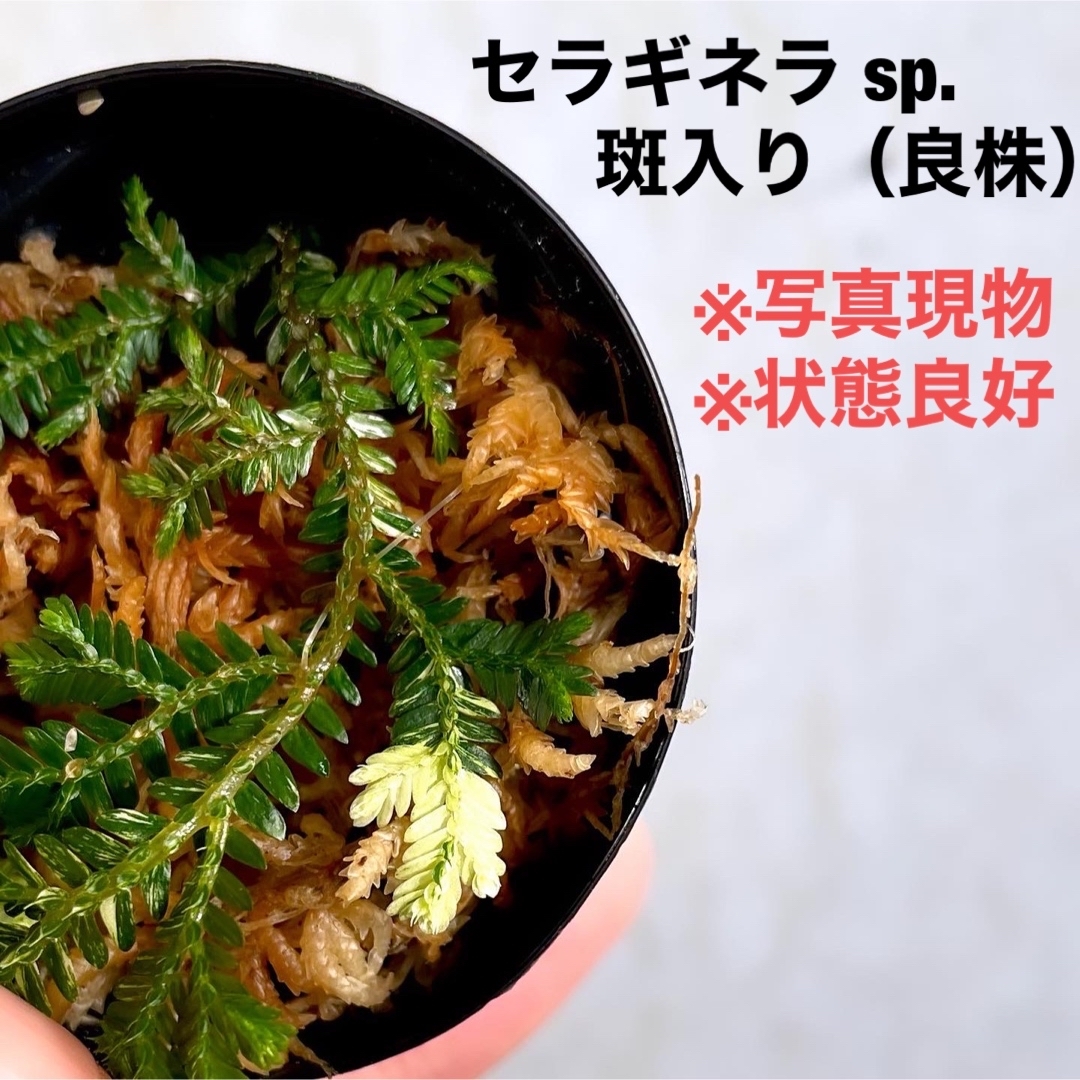 ◆ セラギネラsp.斑入り #植物さかな屋　観葉植物　パルダリウム　セラジネラ その他のペット用品(アクアリウム)の商品写真