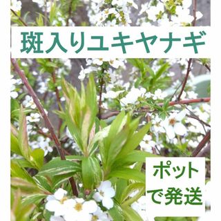 1【ポットで発送】斑入り雪柳 ユキヤナギ 実生苗２～３年生 1ポット(その他)