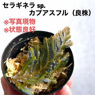 ◆ セラギネラsp.カプアスフル #植物さかな屋　観葉植物 青　パルダリウム(アクアリウム)