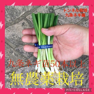 5 岡山県産　農薬不使用　九条ネギの苗2.5株50本以上　トンネル栽培編(野菜)