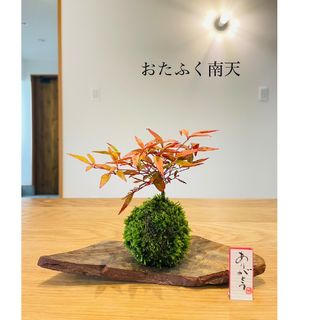 おたふく南天の苔玉　盆栽　和