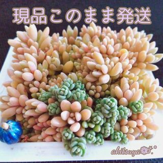 ①ピンク 姫秀麗 姫秋麗リトルミッシー 容器ごと発送 多肉植物 セダム  根付き(その他)