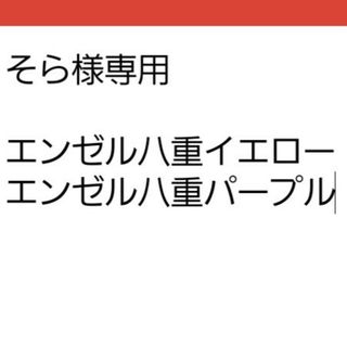 ゆうパケットエンゼルトランペット☆八重パープル☆種子7粒(その他)