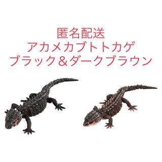 バンダイ(BANDAI)のいきもの大図鑑アドバンス　アカメカブトトカゲ　2種セット(その他)