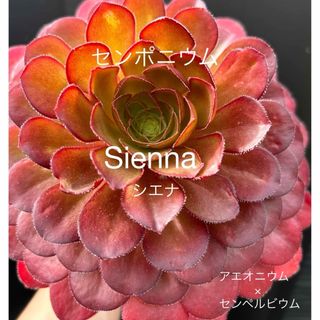 多肉植物　新品種　センポニウム　Sienna シエナ　抜き苗　大株　(その他)