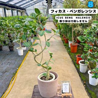 ✨癒しの観葉植物、フィカス・ベンガレンシス✨１１５センチ ⑧個性的な樹形が魅力(プランター)