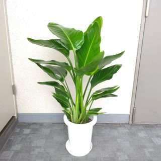 ストレチアオーガスタ‼️観葉植物！樹形綺麗！ボリューム◎！高さ85◎！3株植え