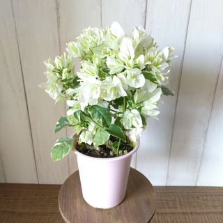 ③ブーゲンビリア・ホワイト‼️斑入りの葉！花鉢‼️行灯仕立て！4号鉢(プランター)