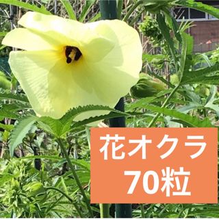 花オクラ　種(プランター)