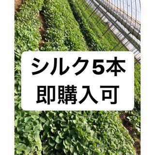 さつまいもの苗 シルク5本(その他)