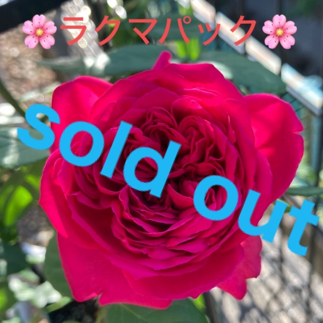 🌸sold out🌸《バラ苗　ルージュピエールドゥロンサール　四季咲き》 ハンドメイドのフラワー/ガーデン(その他)の商品写真