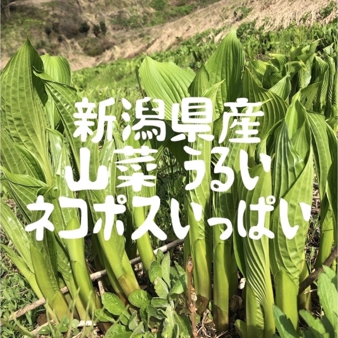 新潟県産　山菜うるい　ネコポスいっぱい　春の味覚 食品/飲料/酒の食品(野菜)の商品写真