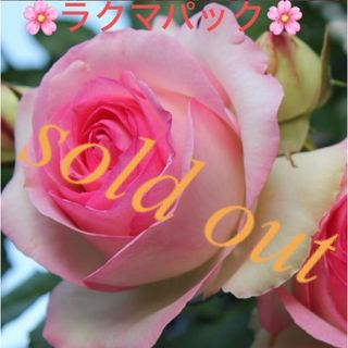 🌸sold out🌸《バラ苗　ピエールドゥロンサール》⭐︎ラクマパック⭐︎(その他)