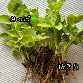 みつば  ミツバ  三つ葉  ちび苗  抜き苗  8苗(野菜)