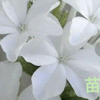 ルリマツリ苗　白花　宿根草(プランター)