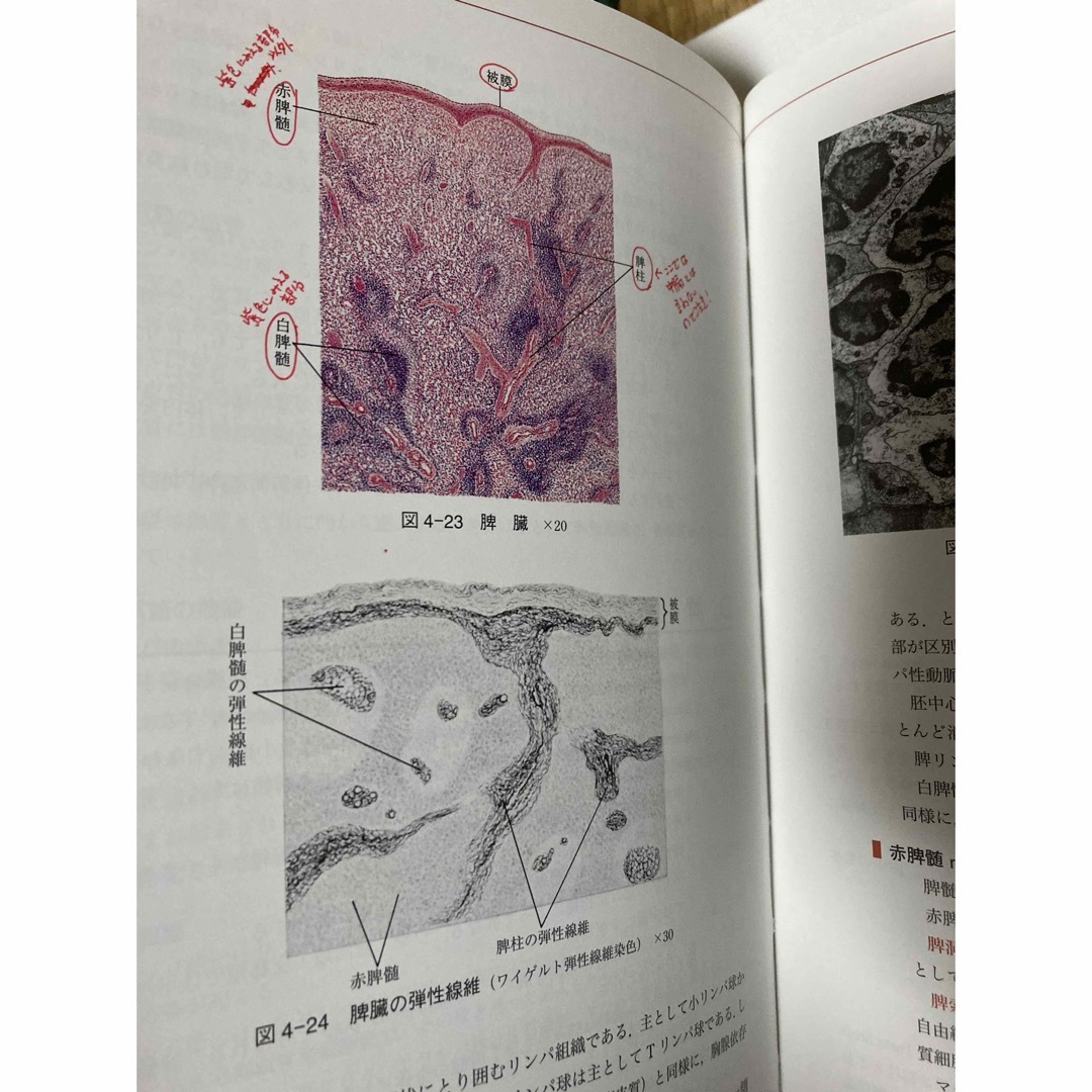 組織学　改訂19版　南山堂 エンタメ/ホビーの本(健康/医学)の商品写真