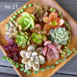 no.21多肉植物カット苗11種セット(その他)