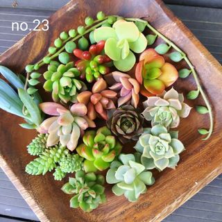 no.23多肉植物抜き苗16種セット(その他)