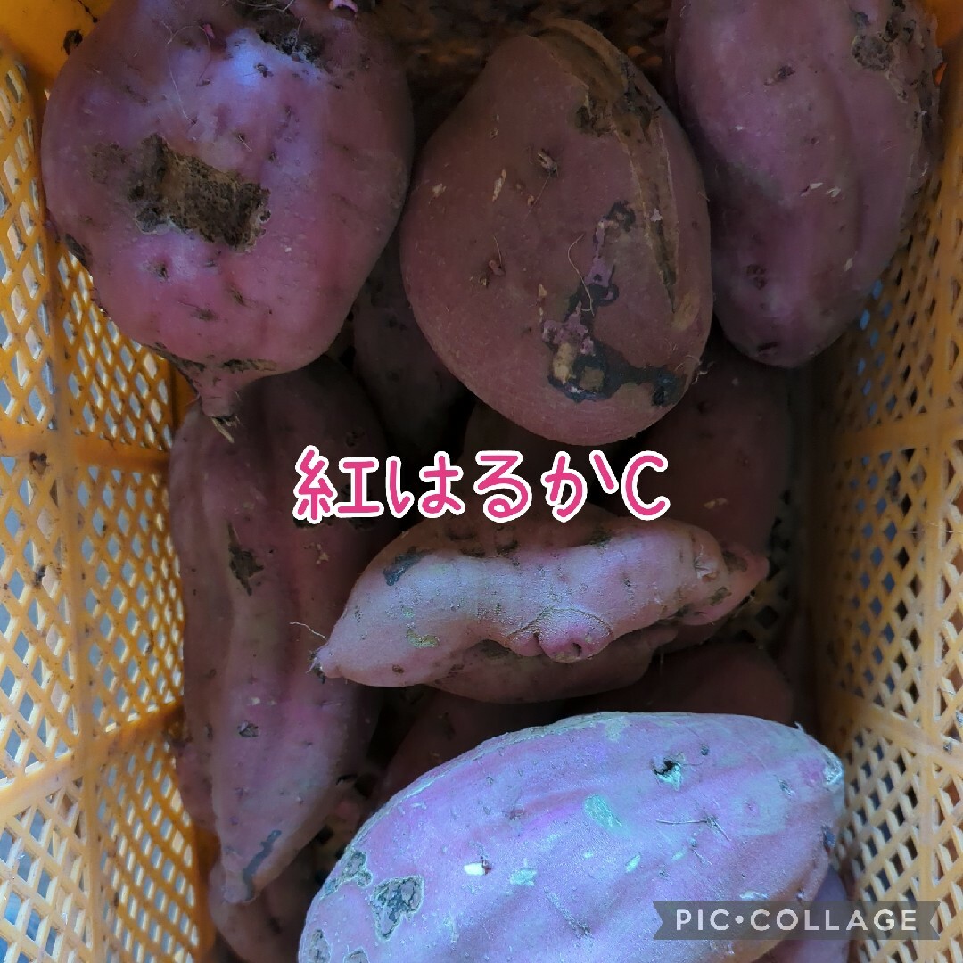 紅はるかC20kg 食品/飲料/酒の食品(野菜)の商品写真