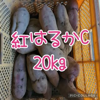 紅はるかC20kg(野菜)