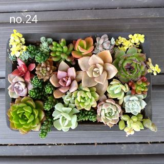 no.24多肉植物抜き苗19種セット(その他)