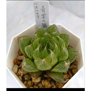 ハオルチア 青雲の舞 多肉植物 抜き苗(その他)