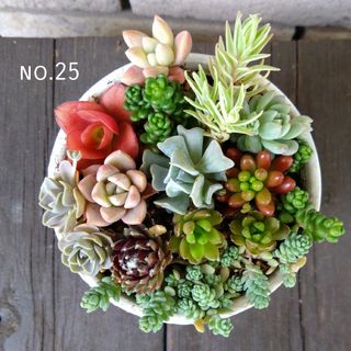 no.25多肉植物抜き苗12種セット(その他)