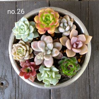 no.26多肉植物抜き苗9種セット(その他)