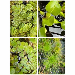 水草4種　ミニパピルス、アマゾンフロッグピット、ホテイアオイ、オオサンショウモ(プランター)