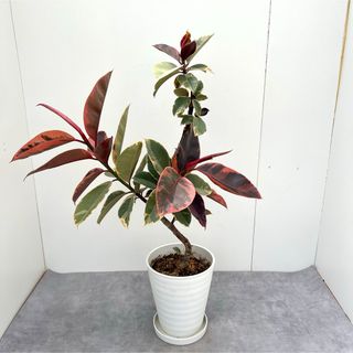 フィカス　ルビー　曲がり　19【現品】観葉植物　大型(その他)