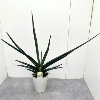 サンスベリア　ロブスターブルー　2【現品】観葉植物　大型(その他)