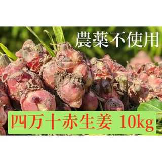 四万十赤生姜　10kg(野菜)