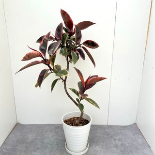 フィカス　ルビー　曲がり　20【現品】観葉植物　大型(その他)