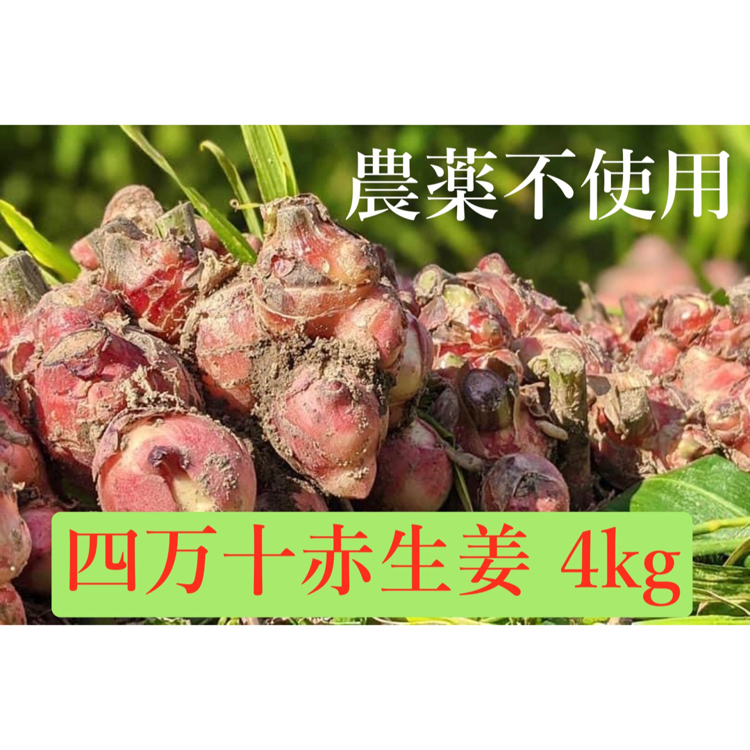 四万十赤生姜 4kg 食品/飲料/酒の食品(野菜)の商品写真
