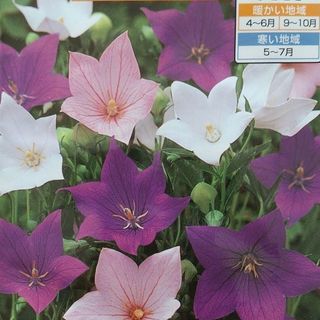 花の種　桔梗ミックス＋オマケ(その他)