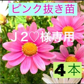 マーガレット　ピンク⑦抜き苗(発根済)３株　多年草　初心者さんでも育てやすい(その他)