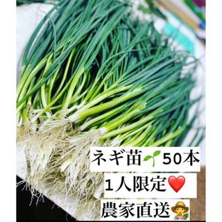 福岡県産　ネギ苗50本　1人限定(野菜)