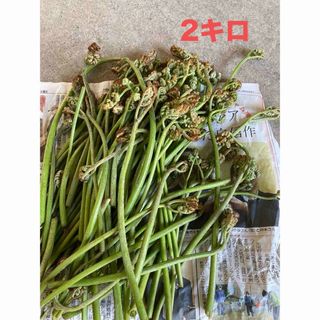 鳥取県産生わらび　2キロ(野菜)