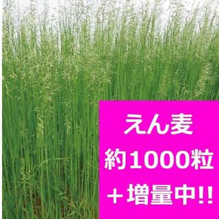 ★緑肥★約1000粒+増量中★えん麦★エンバク★ネグサレタイジ★種★(その他)